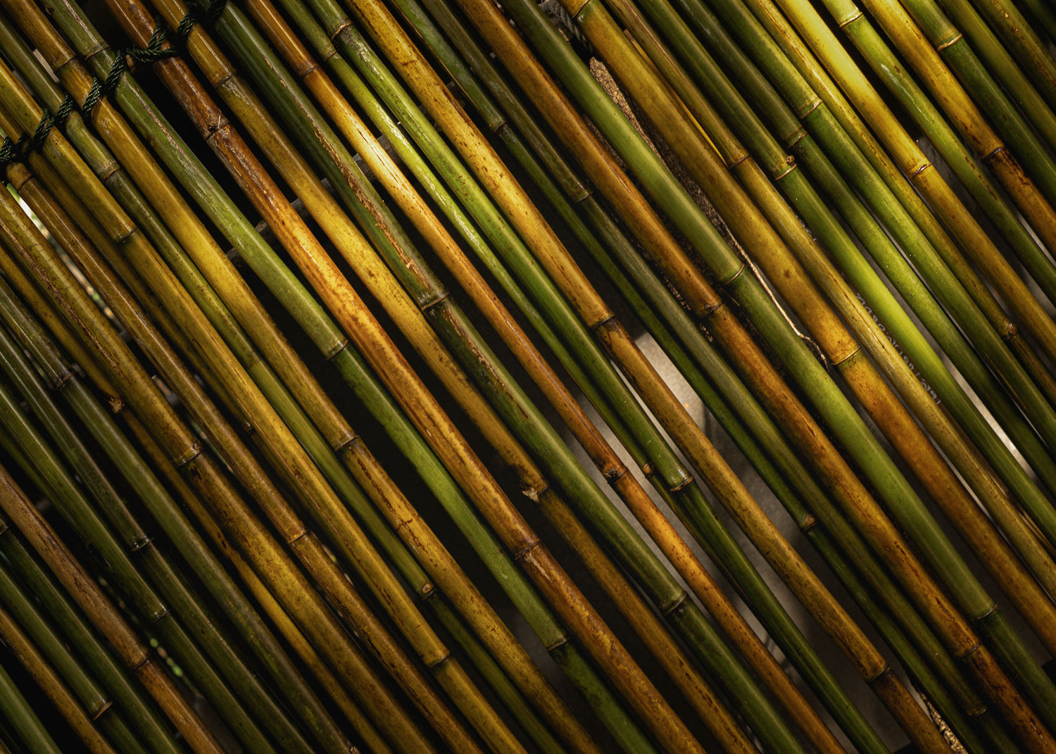 Close-up of green and brown bamboo sticks