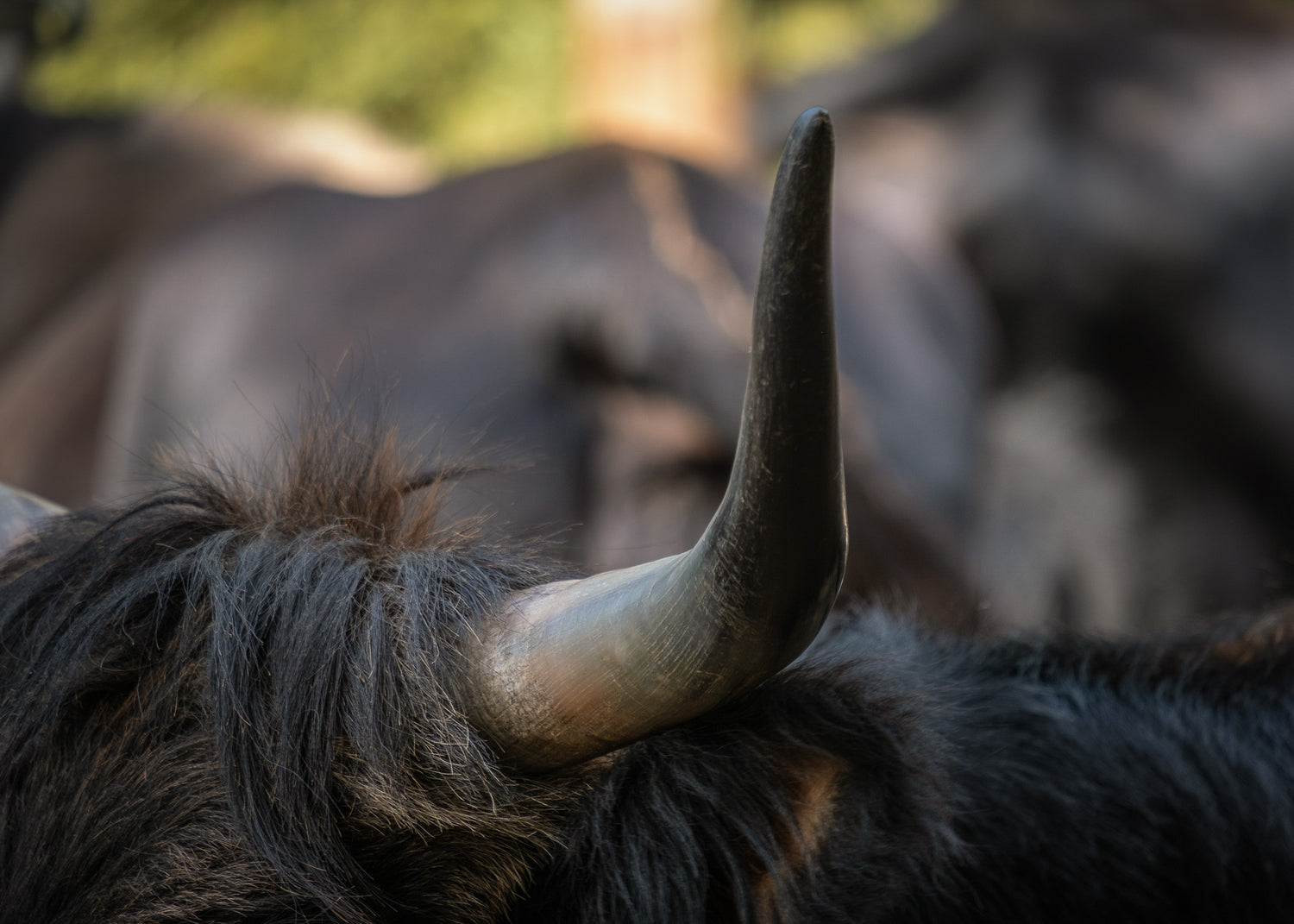 Close-up of an ox's horn with a blurred background of other animals