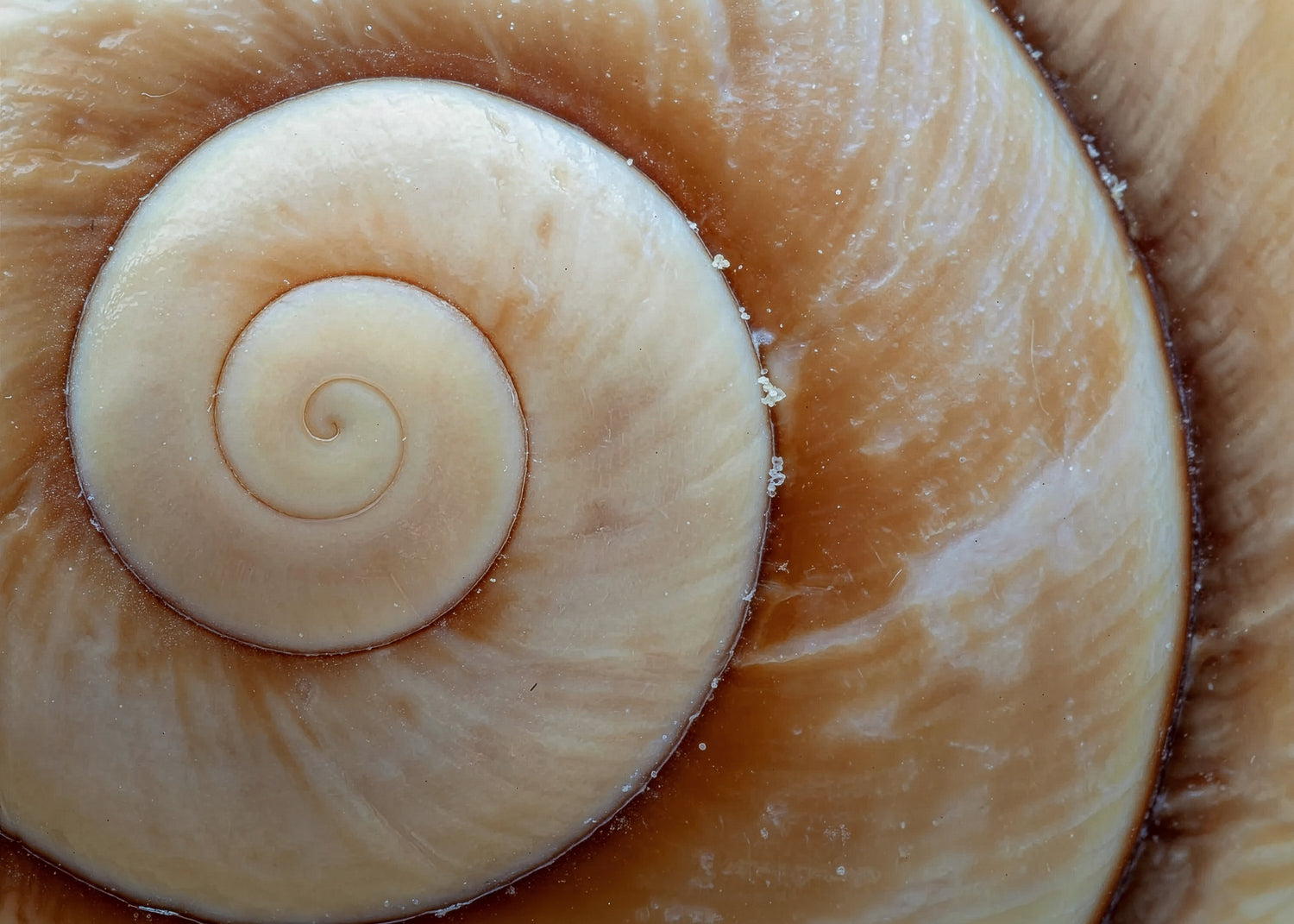 Close-up of a shell with concentric spiral pattern