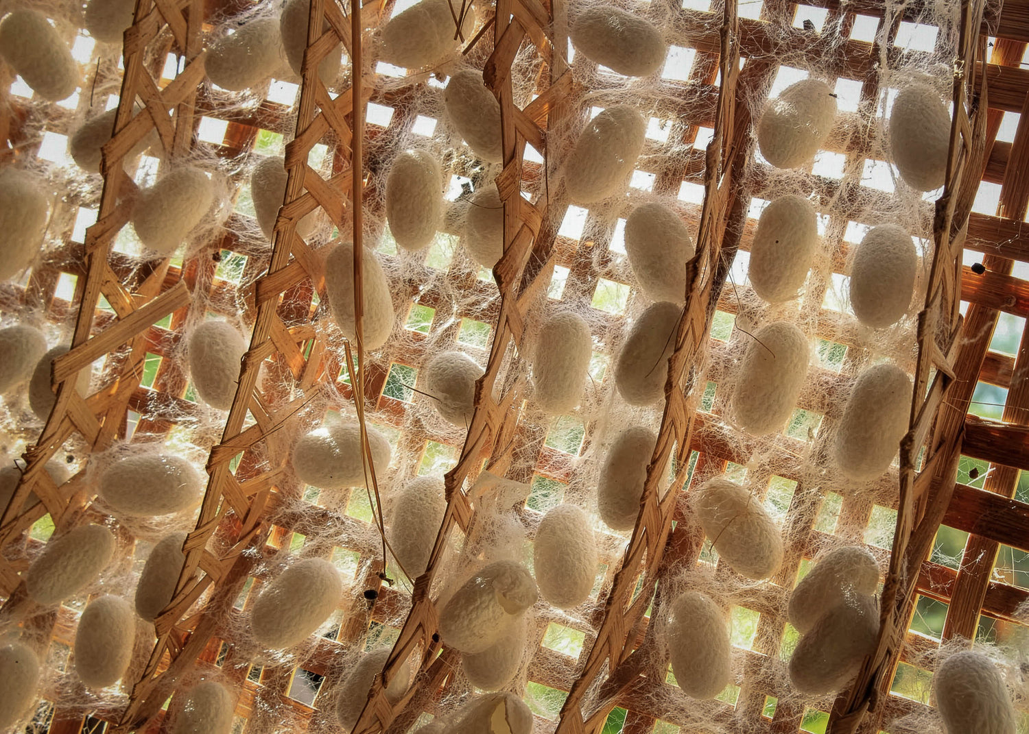 Silkworm cocoons hanging in a wooden frame with a grid-like background