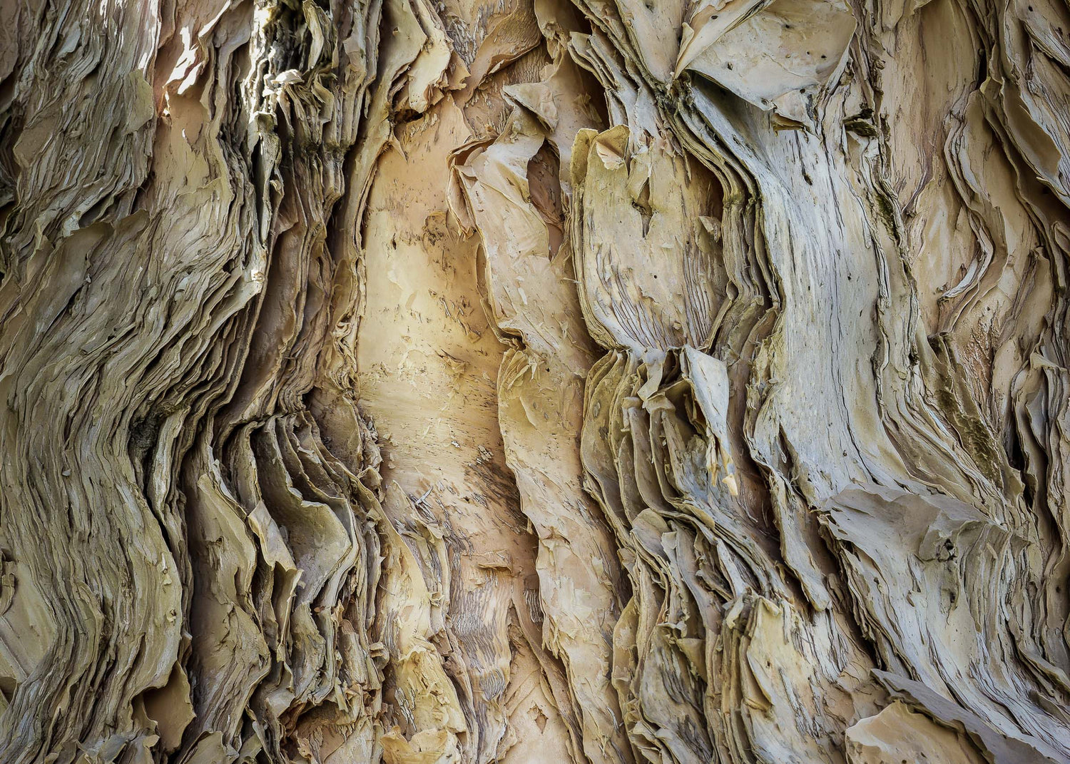 Close-up of textured beige woodpulp