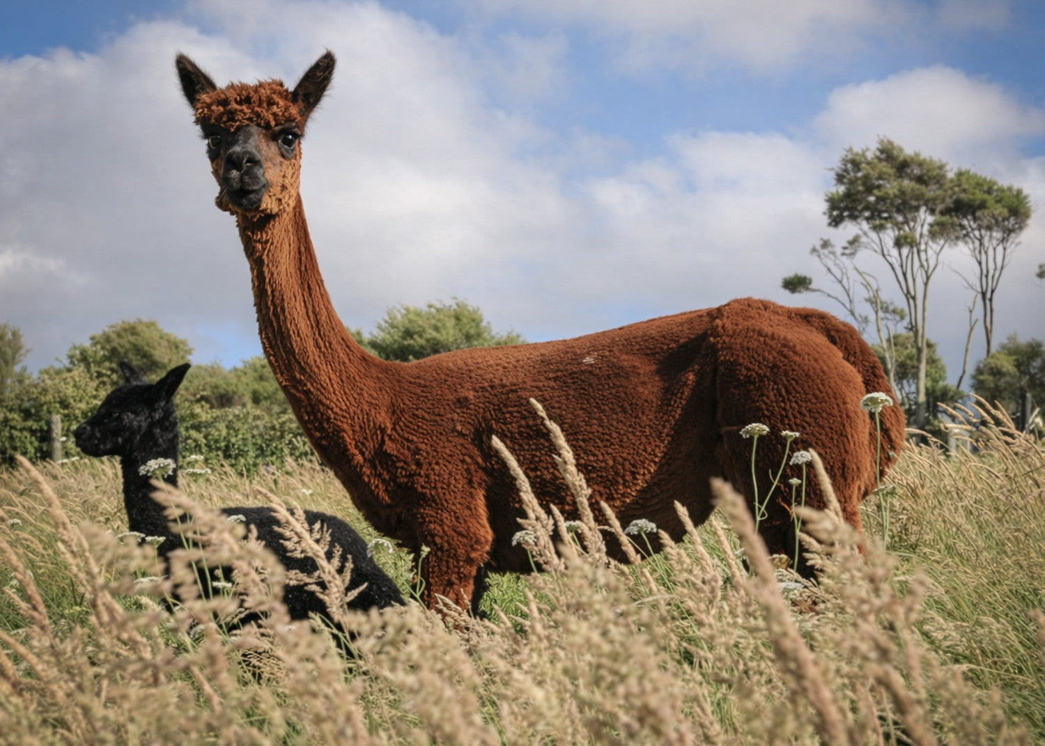 Brown alpaca standing in a field with a blue sky and trees in the background